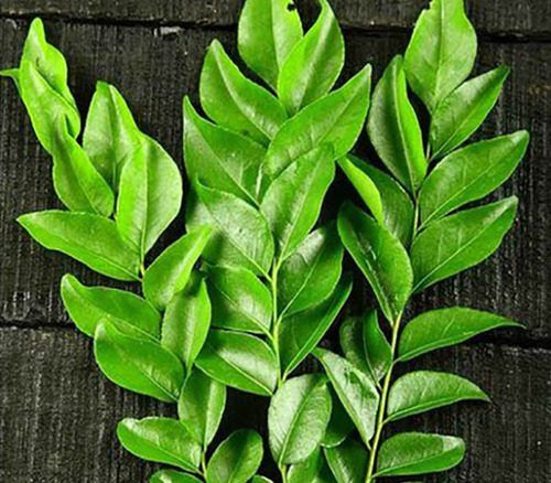 Fresh Curry Leaves for sale in Karachi - Akhtar Sabir Fresh